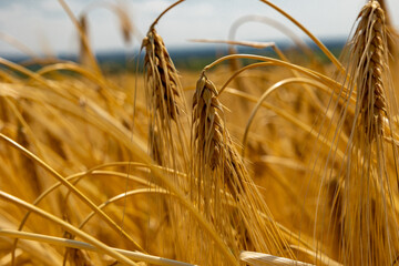 Golden wheat field against the background of the summer sky.