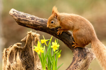 Cute little scottish red squirrel in spring amongst yellow daffodils