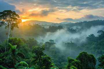 The sun is seen descending below the horizon casting a warm glow over a dense forest with towering trees, Panorama of a rainforest during sunrise, AI Generated