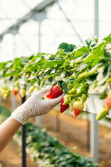 Strawberry harvest in greenhouse