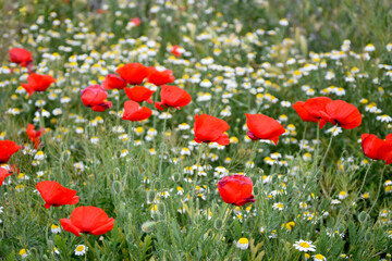 Obraz premium Floral spring background of blooming poppy field and chamomile. Photo wallpaper, screensaver