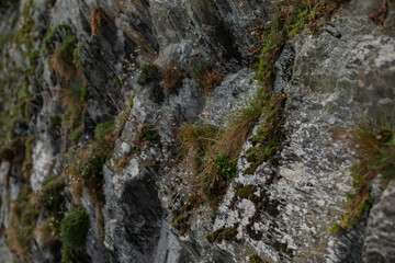 Northern Ireland's Oceanic Cliffs in Captivating Detail. Close up stone and moss, natural details