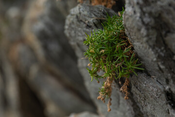 Northern Ireland's Oceanic Cliffs in Captivating Detail. Close up stone and moss, natural details