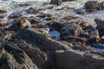 Northern Ireland's Oceanic Cliffs in Captivating Detail. Close up stone and moss, natural details