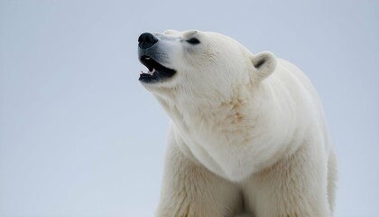 A Polar Bear With Its Head Raised Scenting The Ai