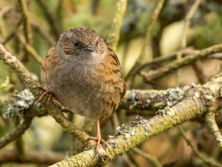 Close up a of Dunnock, hedge sparrow, perched on a branch in the woodland
