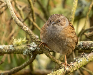 Close up a of Dunnock, hedge sparrow, perched on a branch in the woodland