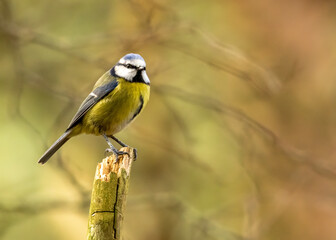 Close up of a cute little blue tit bird perched on a branch with natural woodland background 