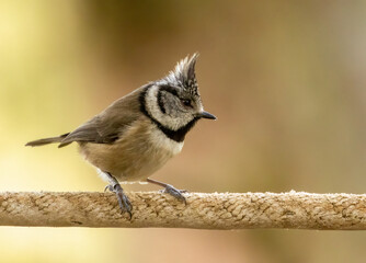 Rare scottish highlands bird, the crested tit, in the woodland