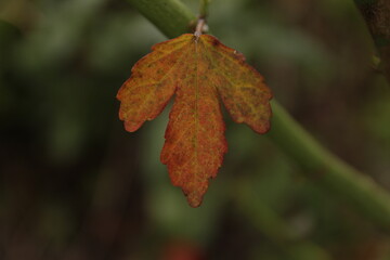 red maple leaf