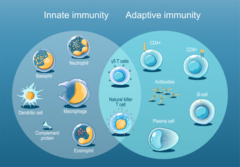 Adaptive and Innate immunity. Cells of The Immune System. - obrazy, fototapety, plakaty