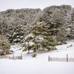 snowy landscapes of Puerto de Cotos in the Sierra de Guadarrama in Madrid in the month of March 2024