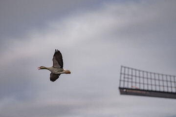 Close up of swimming Greylag goose (Anser anser) flying in the sky