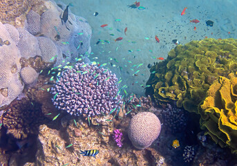 Life on coral reefs. Wonderful nature area and concept of biodiversity in tropical marine ecosystems that is still remains untouched by human activities in the Red Sea, Sinai, Middle East - 757199109