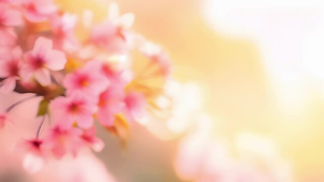 Holiday flowers footage with soft tender cherry blossoms in full bloom against blurred bokeh background, suitable for mothers day, woman's day, valentines day, 8 march or birthday
