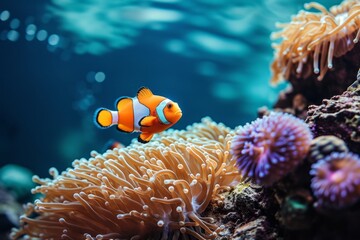 Clownfish and anemone in coral reef - obrazy, fototapety, plakaty