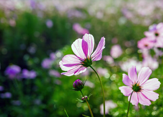 Fototapeta premium Close-up of beautiful cosmos flowers at cosmos field in moring sunlight. amazing of close-up of cosmos flower. nature flower background.