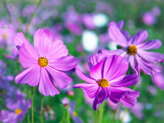 Close-up of beautiful cosmos flowers at cosmos field in moring sunlight. amazing of close-up of cosmos flower. nature flower  background.