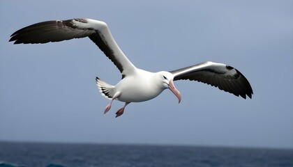 Fototapeta na wymiar An Albatross With Its Wings Curved In A Graceful A