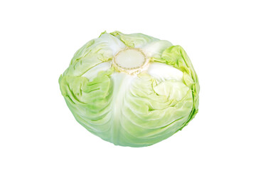 White cabbage head isolated transparent png. Dutch cabbage vegetable. Brassica oleracea cultivar.