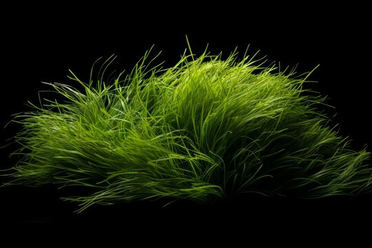 a mt2 grass for snatching modded grasses and grass