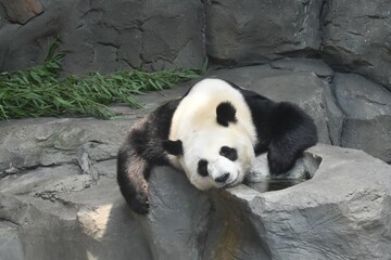 Obraz premium giant panda bear