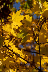 Maple tree foliage in autumn