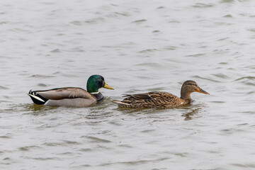 Beautiful Male and female Mallard duck (Anas platyrhynchos) swimming on lake surface in the Netherlands.