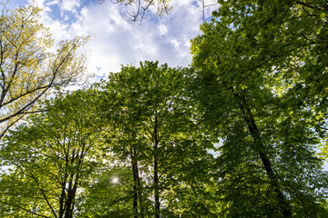 green foliage of maple trees in the spring season