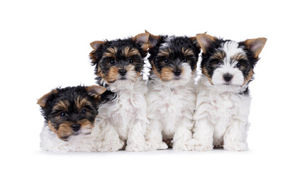 Litter of four Biewer Terrier dog puppies, sitting and laying together in a row. All looking...