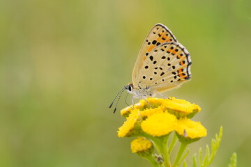Butterfly sooty copper  sitting on the yellow flower. Lycaena tityrus.