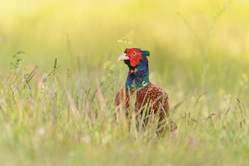 Beautiful common pheasant in the nature habitat. Wildlife scene from nature. Phasianus colchicus. beautiful male pheasant in the grass.