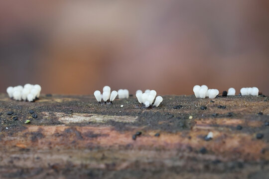 Comatricha nigra, a plasmodial slime mold, sporangia on decaying wood in Finland