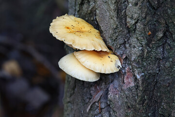 Velvet shank, Flammulina elastica, wild mushroom from Finland