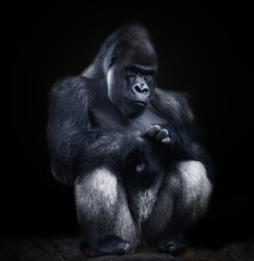Gran gorila posando sentado rascándose la mano, sobre fondo negro, fotografía fine art - obrazy, fototapety, plakaty