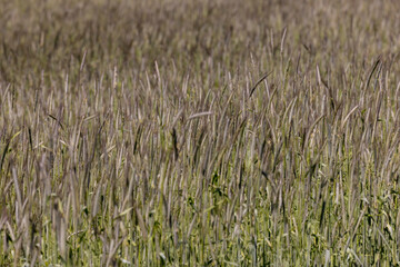 a field with green wheat in sunny weather