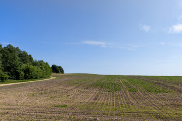 a new crop of corn in the field in summer