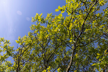 yellow-green walnut foliage in a fruit garden