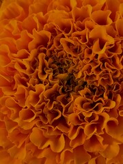 orange marigold