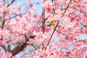 White-eye feeding on nectar from early blooming cherry blossoms Close-up