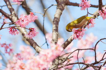 White-eye feeding on nectar from early blooming cherry blossoms Close-up