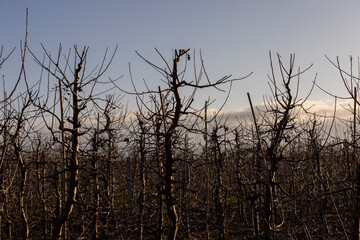 Obraz premium apple orchard with trees during thaw and ice melting