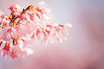 pink sakura blossoms in spring in Japan, close up of cherry blossom flowers, Hanami tradition in Japan