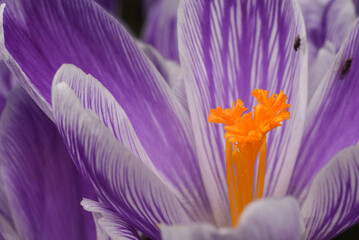 close up of purple crocus