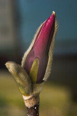 bud of a flower