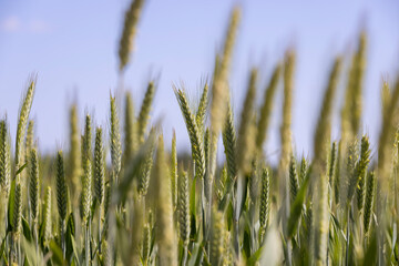 green wheat cereals in the field in summer before ripening