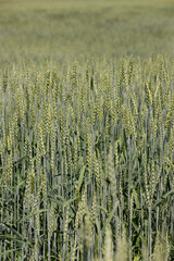 beautiful green unripe rye cereals in the summer