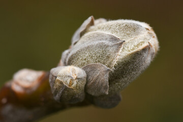 bud of a tree