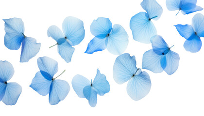 Fototapeta premium flying blue petal flowers isolated on transparent background cutout