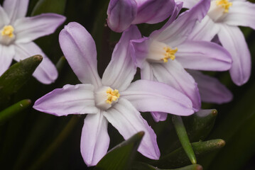 flower plant
